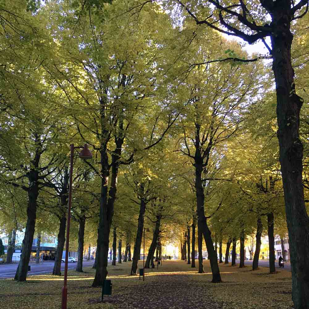 TILIA FRÖ halsband - Guldviva Jewellery