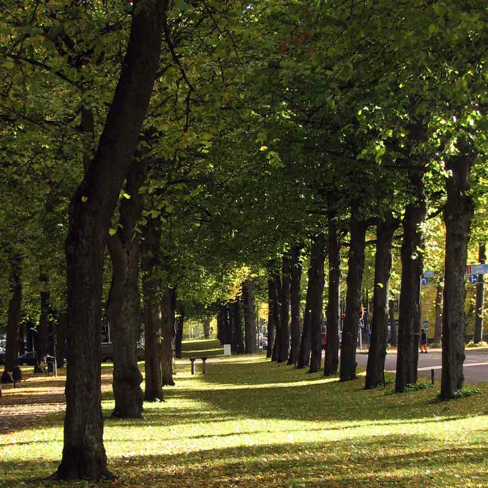TILIA örhängen på stift - Guldviva Jewellery